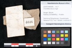 Foto (Objekt + Etikett) von Chondrites tenuis Unger (NHMW-GEO-2024-0188-6646)